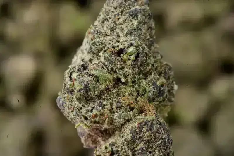 Purple Ice THCa Flower  Premium Sativa (27.03%)
