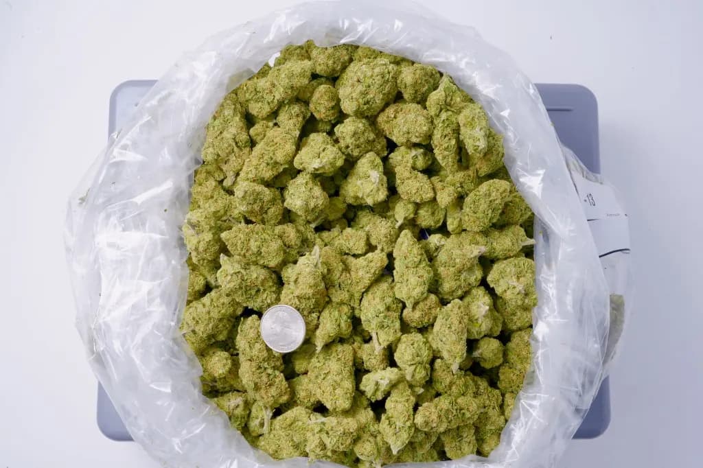 Jack Herer THCa Flower (Premium) image 2